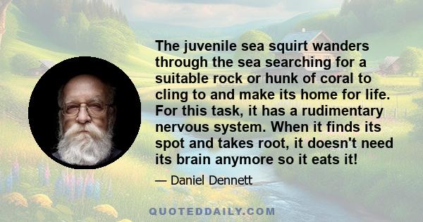 The juvenile sea squirt wanders through the sea searching for a suitable rock or hunk of coral to cling to and make its home for life. For this task, it has a rudimentary nervous system. When it finds its spot and takes