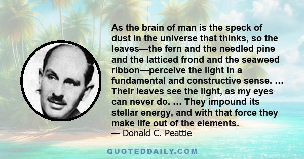 As the brain of man is the speck of dust in the universe that thinks, so the leaves—the fern and the needled pine and the latticed frond and the seaweed ribbon—perceive the light in a fundamental and constructive sense.