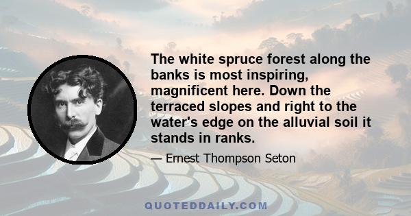 The white spruce forest along the banks is most inspiring, magnificent here. Down the terraced slopes and right to the water's edge on the alluvial soil it stands in ranks.