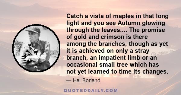Catch a vista of maples in that long light and you see Autumn glowing through the leaves.... The promise of gold and crimson is there among the branches, though as yet it is achieved on only a stray branch, an impatient