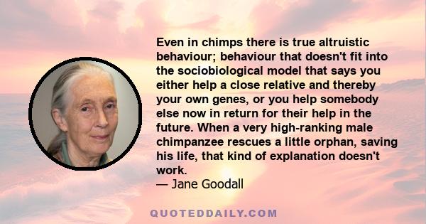 Even in chimps there is true altruistic behaviour; behaviour that doesn't fit into the sociobiological model that says you either help a close relative and thereby your own genes, or you help somebody else now in return