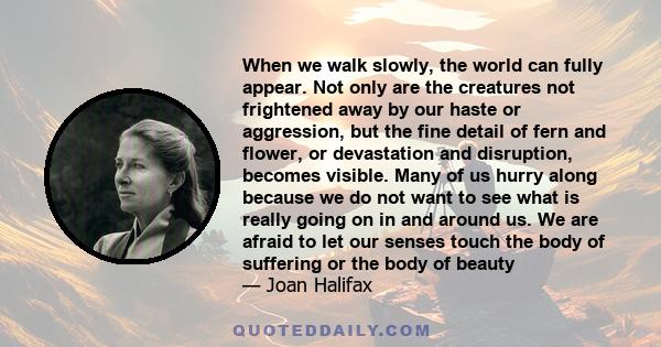 When we walk slowly, the world can fully appear. Not only are the creatures not frightened away by our haste or aggression, but the fine detail of fern and flower, or devastation and disruption, becomes visible. Many of