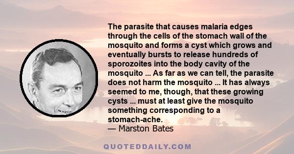 The parasite that causes malaria edges through the cells of the stomach wall of the mosquito and forms a cyst which grows and eventually bursts to release hundreds of sporozoites into the body cavity of the mosquito ...