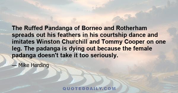 The Ruffed Pandanga of Borneo and Rotherham spreads out his feathers in his courtship dance and imitates Winston Churchill and Tommy Cooper on one leg. The padanga is dying out because the female padanga doesn't take it