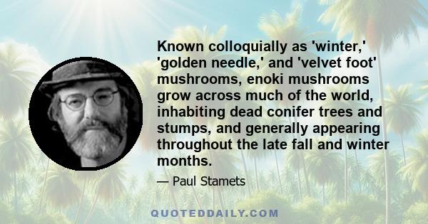Known colloquially as 'winter,' 'golden needle,' and 'velvet foot' mushrooms, enoki mushrooms grow across much of the world, inhabiting dead conifer trees and stumps, and generally appearing throughout the late fall and