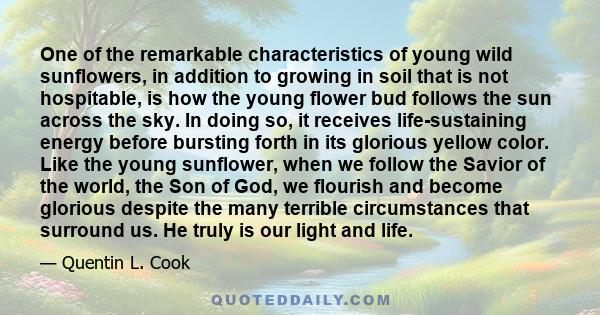 One of the remarkable characteristics of young wild sunflowers, in addition to growing in soil that is not hospitable, is how the young flower bud follows the sun across the sky. In doing so, it receives life-sustaining