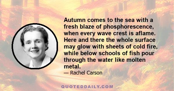 Autumn comes to the sea with a fresh blaze of phosphorescence, when every wave crest is aflame. Here and there the whole surface may glow with sheets of cold fire, while below schools of fish pour through the water like