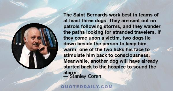 The Saint Bernards work best in teams of at least three dogs. They are sent out on patrols following storms, and they wander the paths looking for stranded travelers. If they come upon a victim, two dogs lie down beside