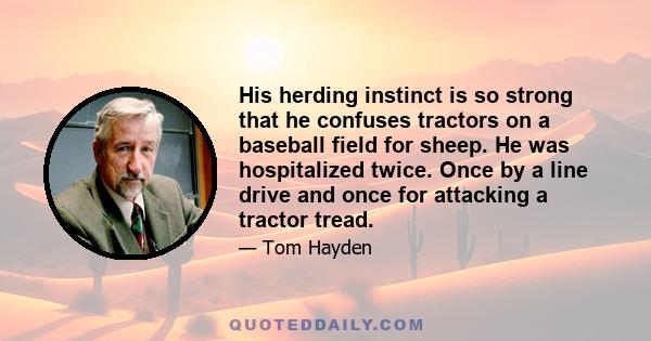 His herding instinct is so strong that he confuses tractors on a baseball field for sheep. He was hospitalized twice. Once by a line drive and once for attacking a tractor tread.