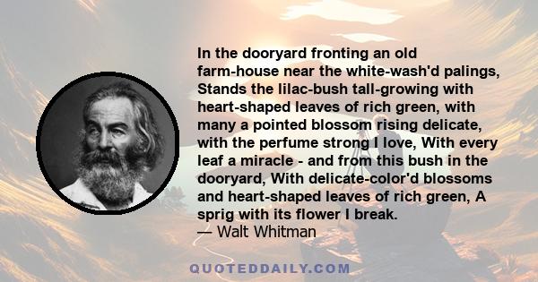 In the dooryard fronting an old farm-house near the white-wash'd palings, Stands the lilac-bush tall-growing with heart-shaped leaves of rich green, with many a pointed blossom rising delicate, with the perfume strong I