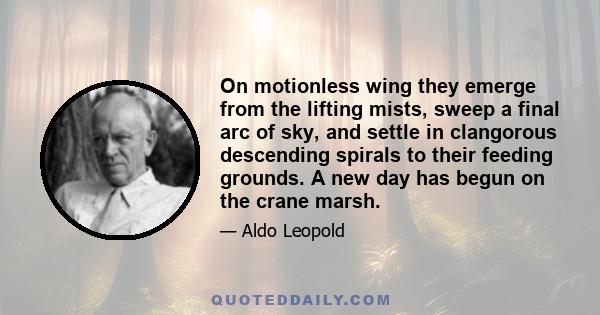 On motionless wing they emerge from the lifting mists, sweep a final arc of sky, and settle in clangorous descending spirals to their feeding grounds. A new day has begun on the crane marsh.