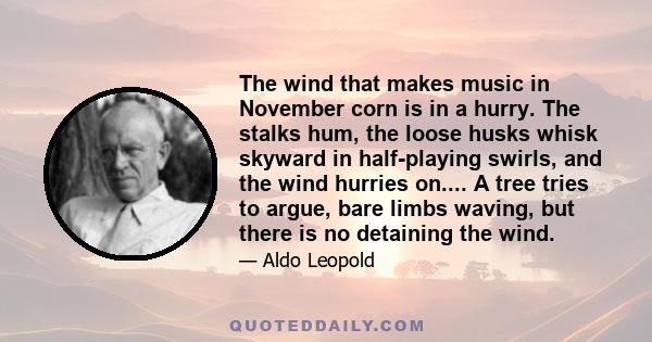 The wind that makes music in November corn is in a hurry. The stalks hum, the loose husks whisk skyward in half-playing swirls, and the wind hurries on.... A tree tries to argue, bare limbs waving, but there is no