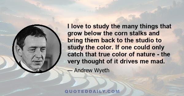 I love to study the many things that grow below the corn stalks and bring them back to the studio to study the color. If one could only catch that true color of nature - the very thought of it drives me mad.