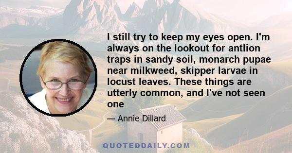 I still try to keep my eyes open. I'm always on the lookout for antlion traps in sandy soil, monarch pupae near milkweed, skipper larvae in locust leaves. These things are utterly common, and I've not seen one