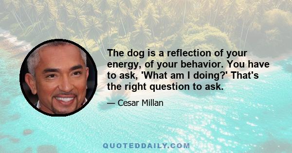 The dog is a reflection of your energy, of your behavior. You have to ask, 'What am I doing?' That's the right question to ask.