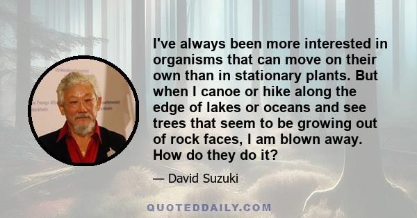 I've always been more interested in organisms that can move on their own than in stationary plants. But when I canoe or hike along the edge of lakes or oceans and see trees that seem to be growing out of rock faces, I