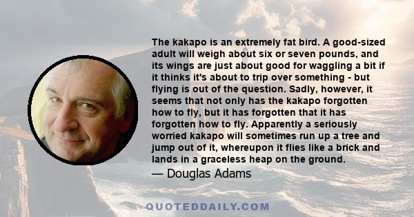 The kakapo is an extremely fat bird. A good-sized adult will weigh about six or seven pounds, and its wings are just about good for waggling a bit if it thinks it's about to trip over something - but flying is out of