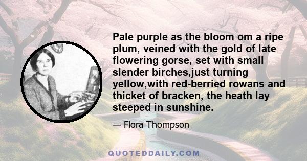 Pale purple as the bloom om a ripe plum, veined with the gold of late flowering gorse, set with small slender birches,just turning yellow,with red-berried rowans and thicket of bracken, the heath lay steeped in sunshine.