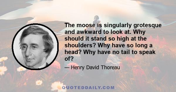 The moose is singularly grotesque and awkward to look at. Why should it stand so high at the shoulders? Why have so long a head? Why have no tail to speak of?