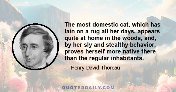 The most domestic cat, which has lain on a rug all her days, appears quite at home in the woods, and, by her sly and stealthy behavior, proves herself more native there than the regular inhabitants.