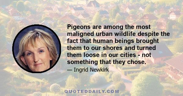 Pigeons are among the most maligned urban wildlife despite the fact that human beings brought them to our shores and turned them loose in our cities - not something that they chose.