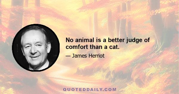 No animal is a better judge of comfort than a cat.