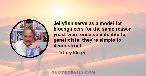 Jellyfish serve as a model for bioengineers for the same reason yeast were once so valuable to geneticists: they're simple to deconstruct.