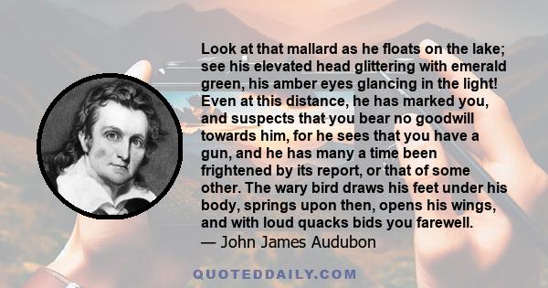 Look at that mallard as he floats on the lake; see his elevated head glittering with emerald green, his amber eyes glancing in the light! Even at this distance, he has marked you, and suspects that you bear no goodwill