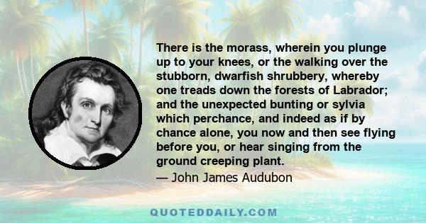 There is the morass, wherein you plunge up to your knees, or the walking over the stubborn, dwarfish shrubbery, whereby one treads down the forests of Labrador; and the unexpected bunting or sylvia which perchance, and
