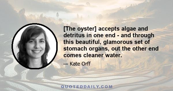 [The oyster] accepts algae and detritus in one end - and through this beautiful, glamorous set of stomach organs, out the other end comes cleaner water.