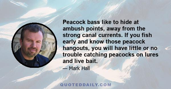 Peacock bass like to hide at ambush points, away from the strong canal currents. If you fish early and know those peacock hangouts, you will have little or no trouble catching peacocks on lures and live bait.