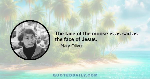 The face of the moose is as sad as the face of Jesus.