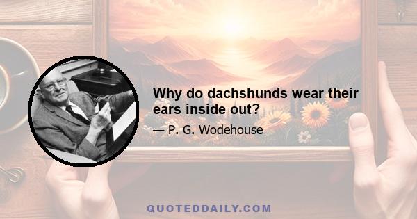 Why do dachshunds wear their ears inside out?