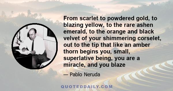 From scarlet to powdered gold, to blazing yellow, to the rare ashen emerald, to the orange and black velvet of your shimmering corselet, out to the tip that like an amber thorn begins you, small, superlative being, you