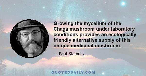 Growing the mycelium of the Chaga mushroom under laboratory conditions provides an ecologically friendly alternative supply of this unique medicinal mushroom.