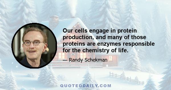 Our cells engage in protein production, and many of those proteins are enzymes responsible for the chemistry of life.