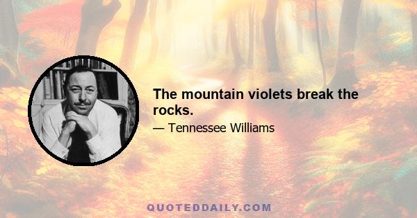 The mountain violets break the rocks.