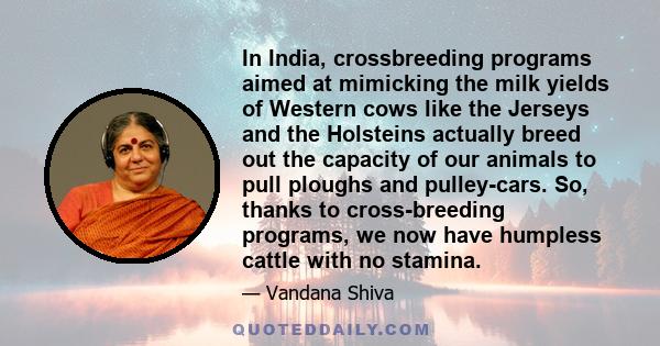 In India, crossbreeding programs aimed at mimicking the milk yields of Western cows like the Jerseys and the Holsteins actually breed out the capacity of our animals to pull ploughs and pulley-cars. So, thanks to