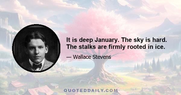 It is deep January. The sky is hard. The stalks are firmly rooted in ice.