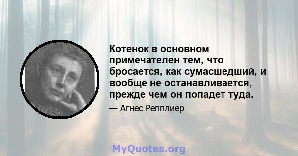 Котенок в основном примечателен тем, что бросается, как сумасшедший, и вообще не останавливается, прежде чем он попадет туда.