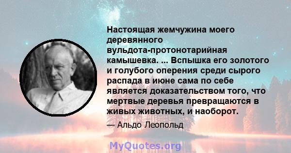 Настоящая жемчужина моего деревянного вульдота-протонотарийная камышевка. ... Вспышка его золотого и голубого оперения среди сырого распада в июне сама по себе является доказательством того, что мертвые деревья