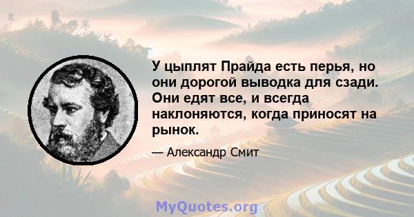 У цыплят Прайда есть перья, но они дорогой выводка для сзади. Они едят все, и всегда наклоняются, когда приносят на рынок.