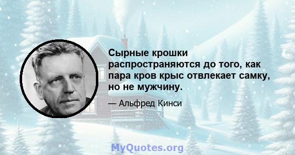 Сырные крошки распространяются до того, как пара кров крыс отвлекает самку, но не мужчину.