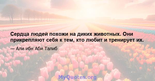 Сердца людей похожи на диких животных. Они прикрепляют себя к тем, кто любит и тренирует их.