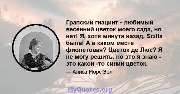 Грапский гиацинт - любимый весенний цветок моего сада, но нет! Я, хотя минута назад, Scilla была! А в каком месте фиолетовая? Цветок де Люс? Я не могу решить, но это я знаю - это какой -то синий цветок.