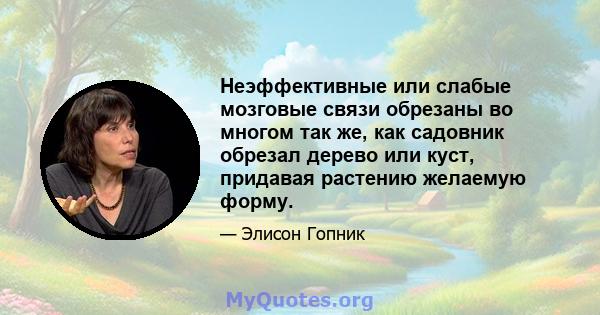 Неэффективные или слабые мозговые связи обрезаны во многом так же, как садовник обрезал дерево или куст, придавая растению желаемую форму.