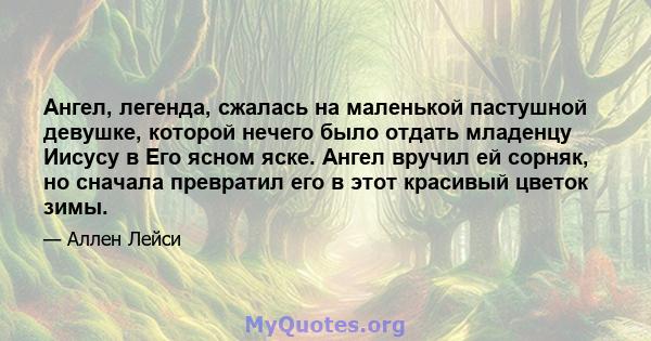 Ангел, легенда, сжалась на маленькой пастушной девушке, которой нечего было отдать младенцу Иисусу в Его ясном яске. Ангел вручил ей сорняк, но сначала превратил его в этот красивый цветок зимы.