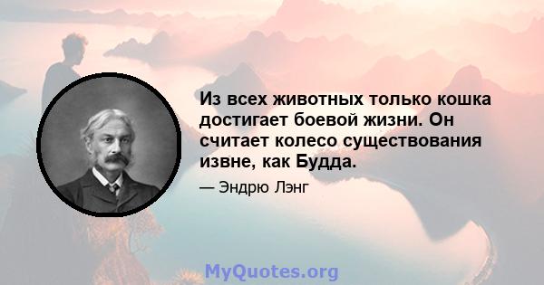 Из всех животных только кошка достигает боевой жизни. Он считает колесо существования извне, как Будда.