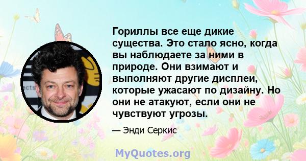 Гориллы все еще дикие существа. Это стало ясно, когда вы наблюдаете за ними в природе. Они взимают и выполняют другие дисплеи, которые ужасают по дизайну. Но они не атакуют, если они не чувствуют угрозы.