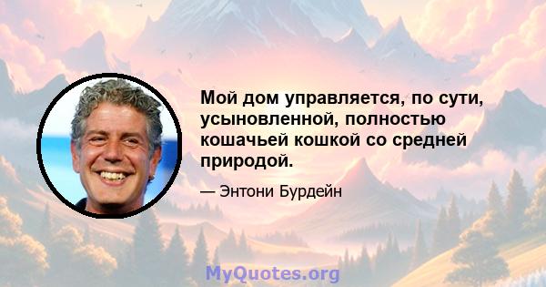 Мой дом управляется, по сути, усыновленной, полностью кошачьей кошкой со средней природой.